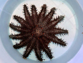 Acanthaster planci